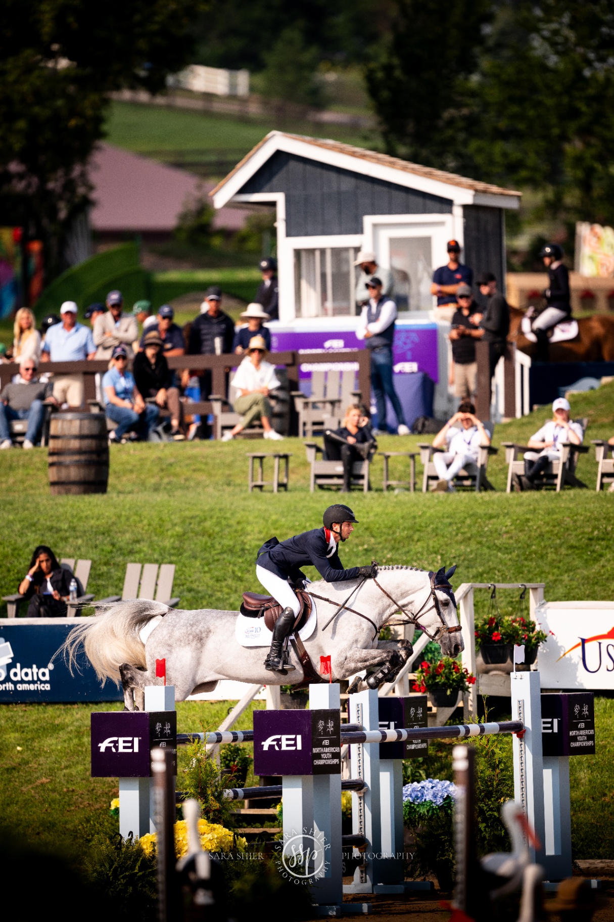 Hunter jumper sales horse at Pegasus Show Stable