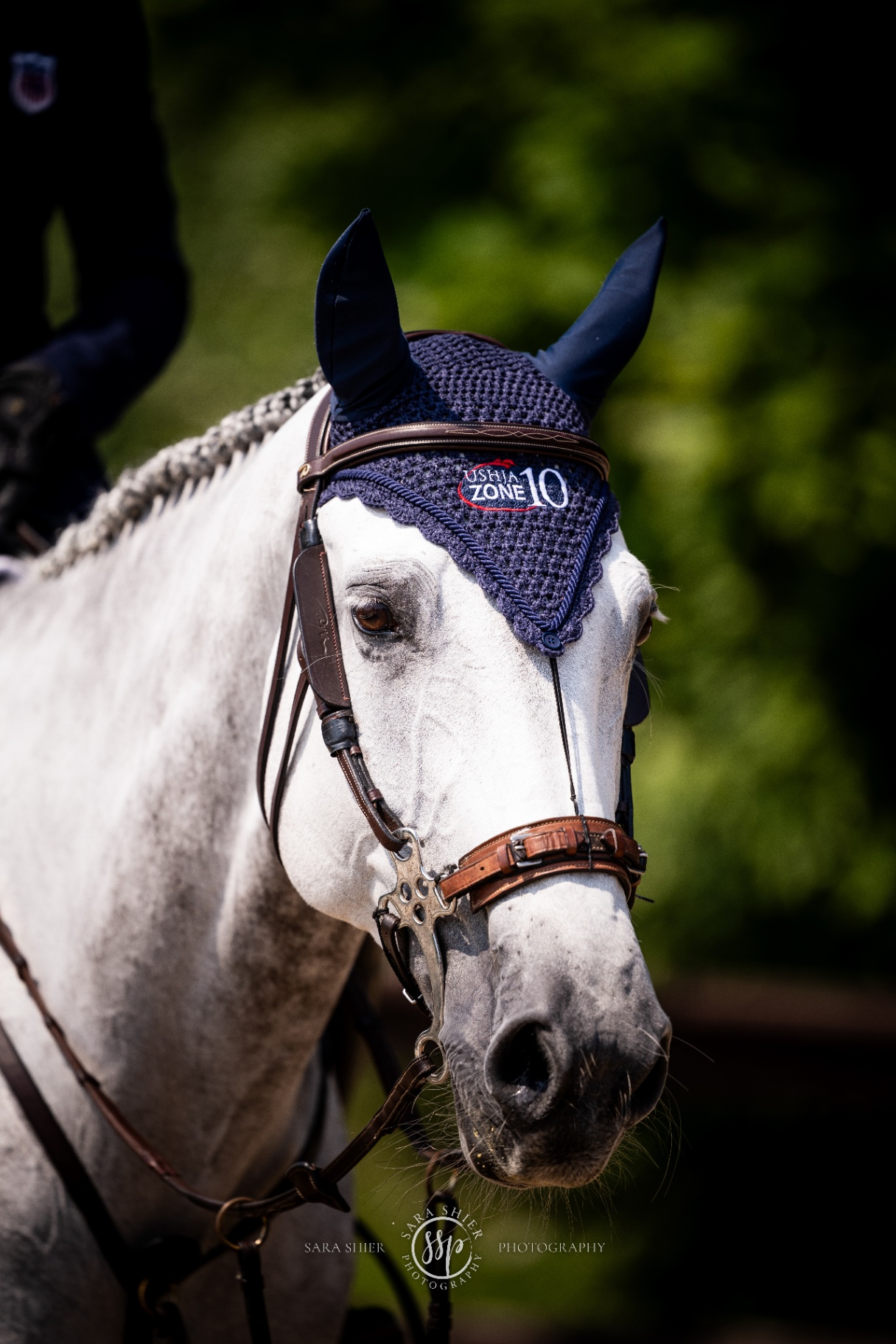 What to Look for in Your First Sale Horse